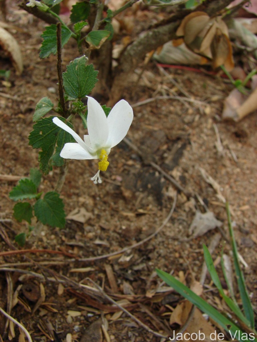 Hibiscus micranthus L.f.